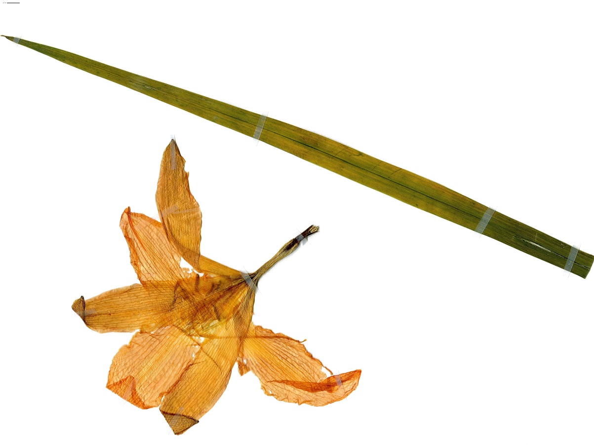 Hemerocallis fulva (Xanthorrhoeaceae)